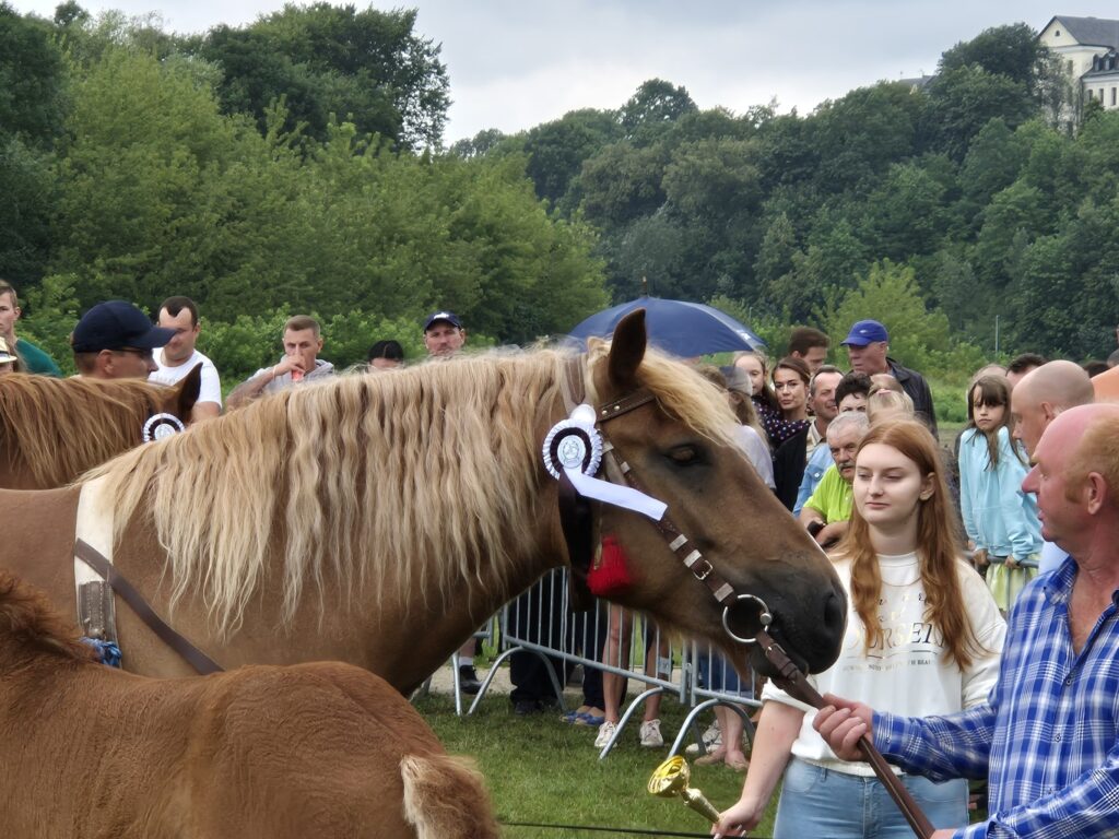 Fotorelacja z XVI Regionalnej Wystawy Koni Hodowlanych