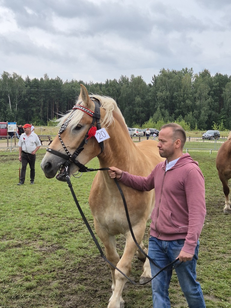 Fotorelacja z XVI Regionalnej Wystawy Koni Hodowlanych