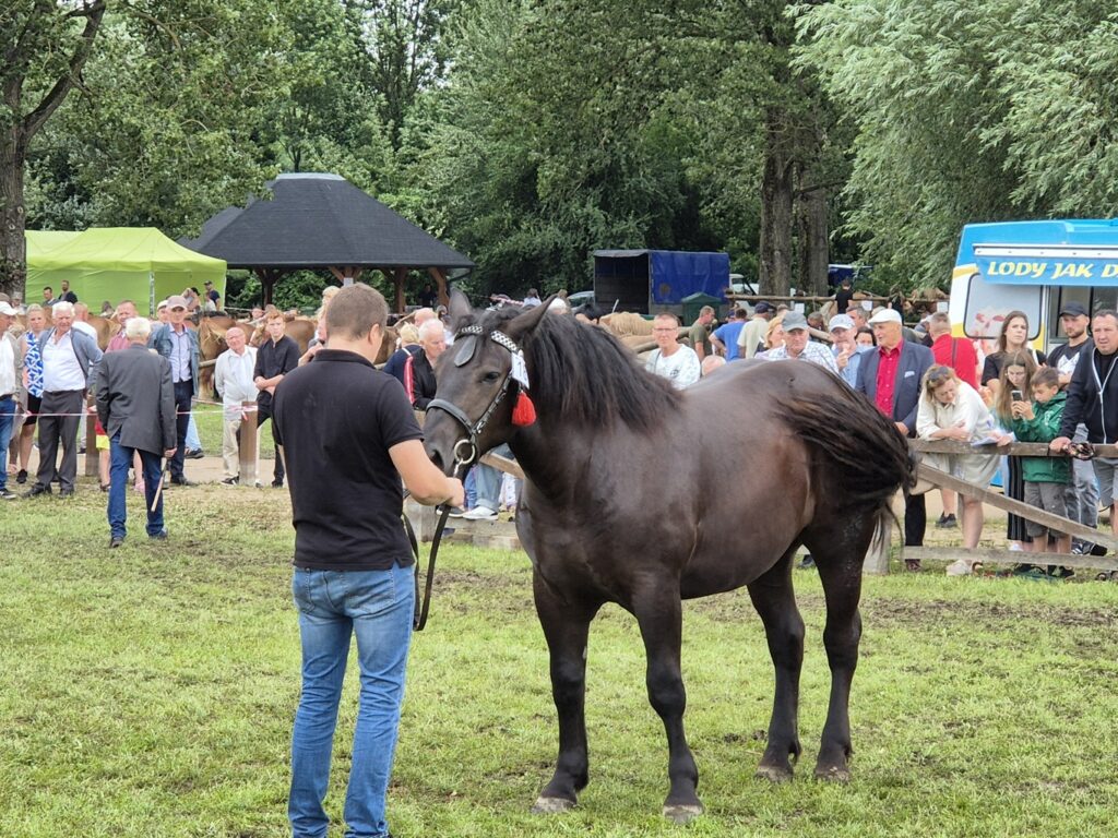 Fotorelacja z XVI Regionalnej Wystawy Koni Hodowlanych