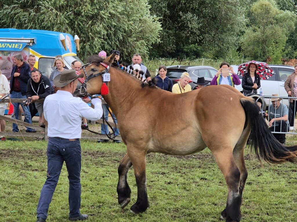 Fotorelacja z XVI Regionalnej Wystawy Koni Hodowlanych