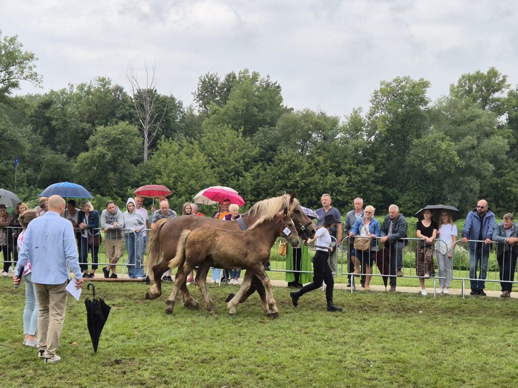 Fotorelacja z XVI Regionalnej Wystawy Koni Hodowlanych