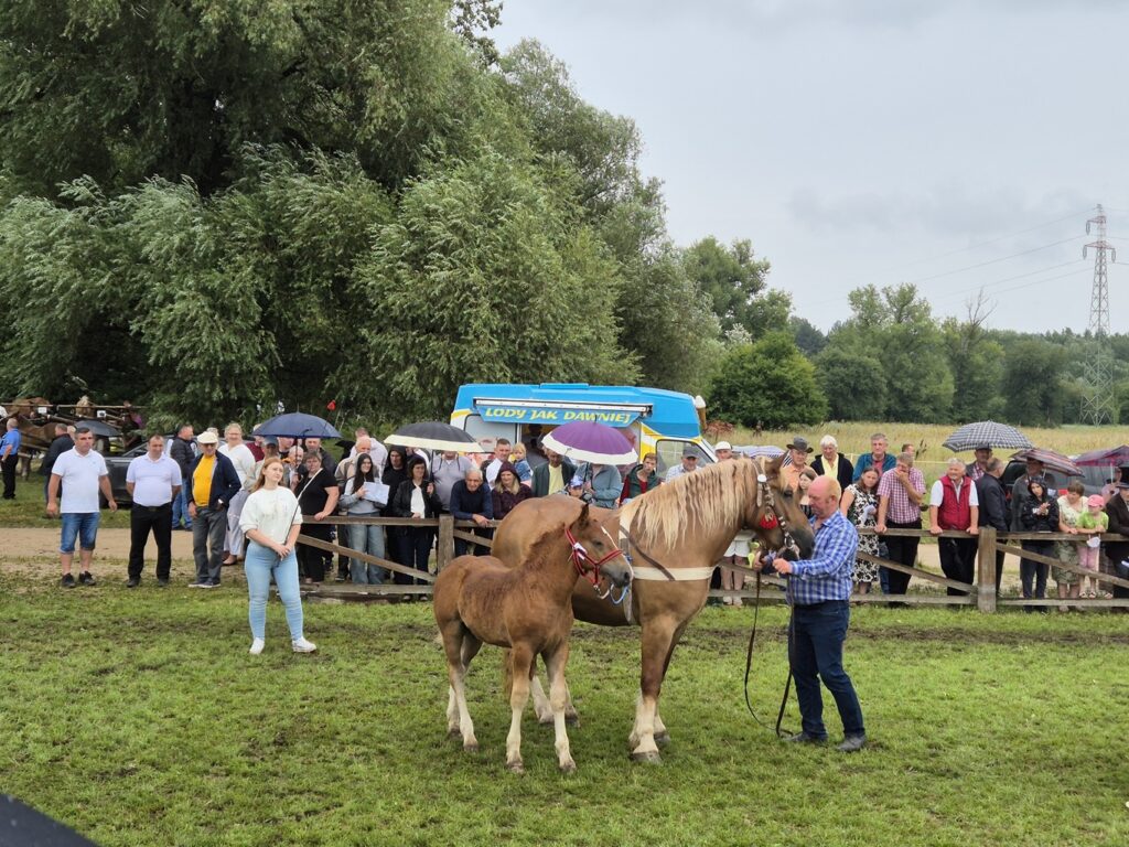 Fotorelacja z XVI Regionalnej Wystawy Koni Hodowlanych