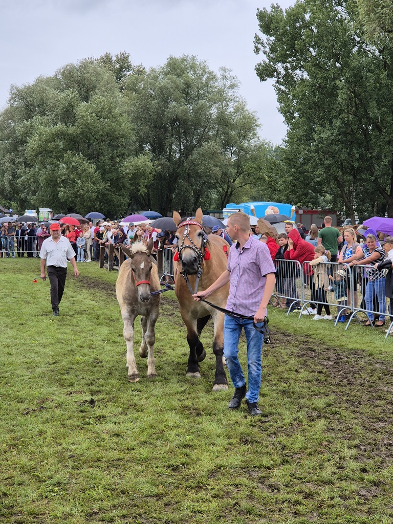 Fotorelacja z XVI Regionalnej Wystawy Koni Hodowlanych